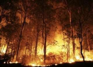 Floresta Amazônica sofre com as queimadas nos últimos dias e mobiliza o mundo. Foto - Divulgação